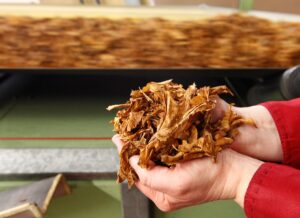Indústria do tabaco pede inclusão em exceções às tarifas dos EUA e prevê perda de US$ 100 milhões