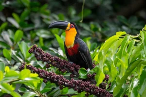 Aves frugívoras dispersam sementes e sustentam a regeneração das florestas