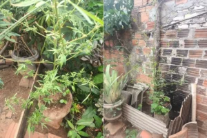 Homem é preso em Mortugaba por agredir mulher e cultivar pés de maconha
