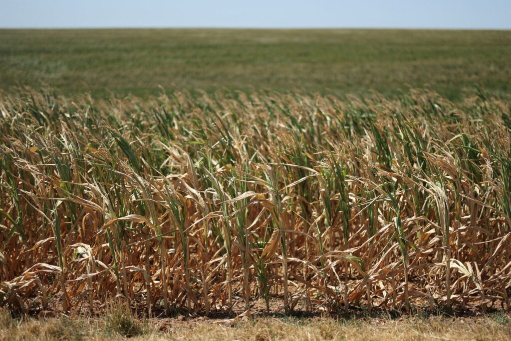 Onda de calor reduz projeção da safra de grãos na UE e Reino Unido
