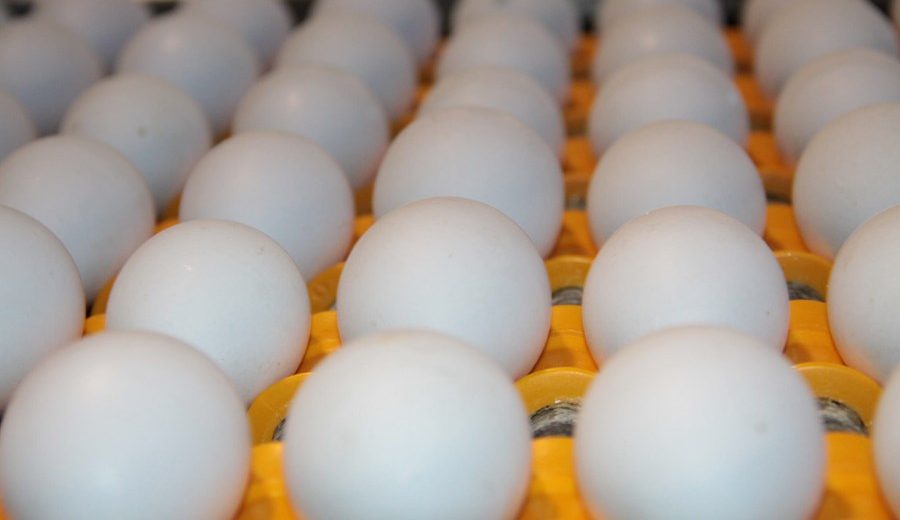 Empresa dos EUA recolhe 1.589.000 ovos por risco de Salmonella