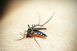 Governo alerta que El Niño pode aumentar casos de dengue e chikungunya