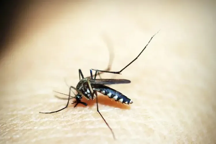 Governo alerta que El Niño pode aumentar casos de dengue e chikungunya