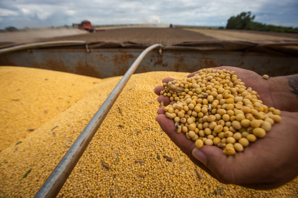 Produção de grãos do Nordeste cresce 8,3% na safra 2025/26