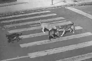 Ataque a gato acende alerta sobre matilhas de cães soltos no centro de Brumado